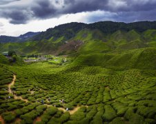 陈年老茶收藏前景看好，已成投资客收藏与炒作对象