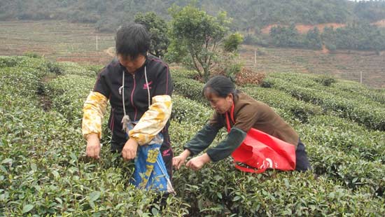 瑞金市武夷源茶场员工采茶